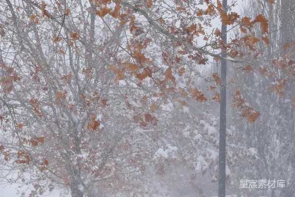高清摄影 雪中的街道与落叶