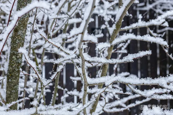 高清摄影 冬日雪景中的树枝
