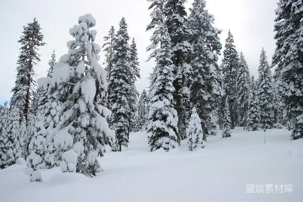 高清摄影 雪后的松树林