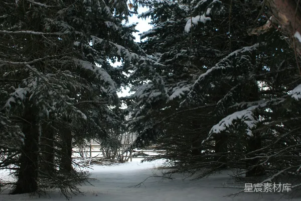 高清摄影 冬日雪景中的松树林