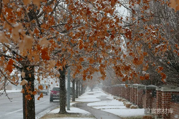 高清摄影 雪中落叶的街道