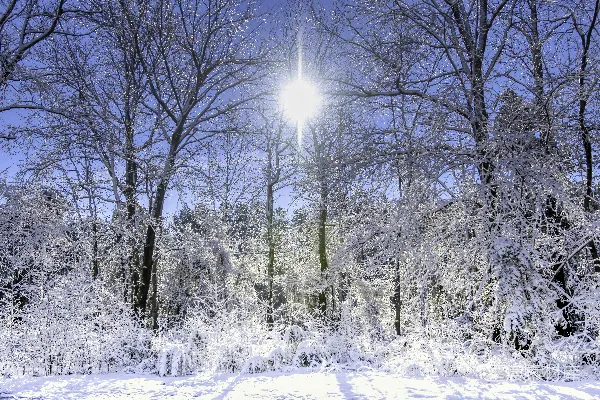 高清摄影 冬日阳光下的雪林