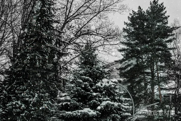 高清摄影 冬日雪景中的松树林
