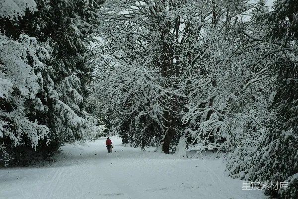 高清摄影 冬日雪景中的宁静小径