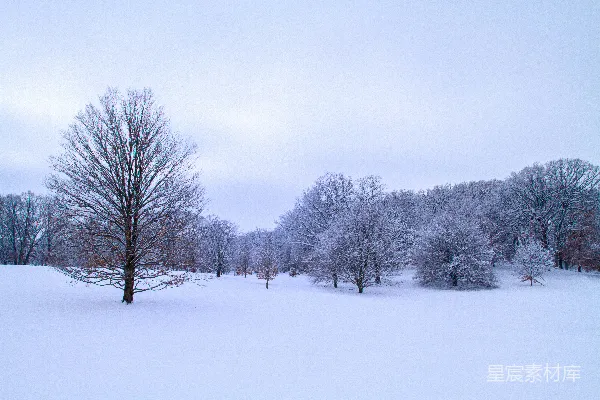 高清摄影 冬日雪景中的孤树