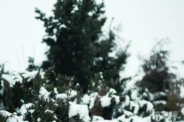 高清摄影 雪中的松树