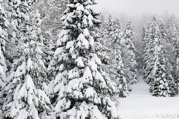 高清摄影 雪后的松树林