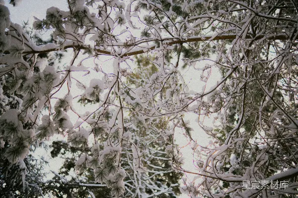 高清摄影 冬日松林的雪景