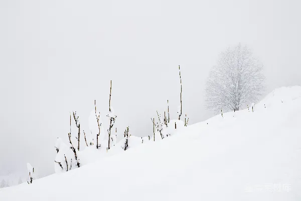 高清摄影 雪地中的冬日静谧