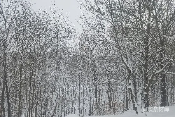 高清摄影 冬日森林雪景