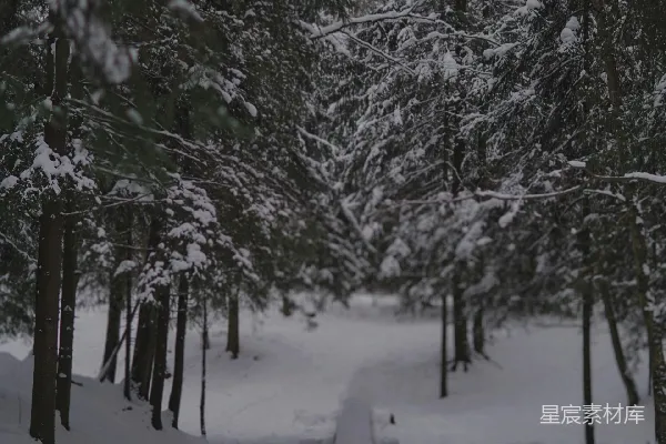 高清摄影 雪中的林间小道