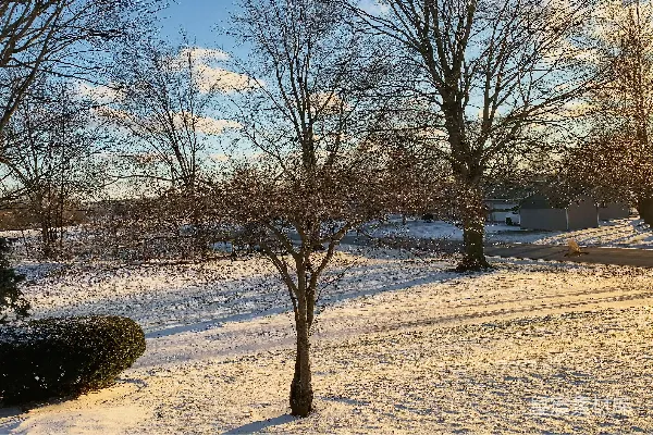 高清摄影 冬日晨曦下的雪景