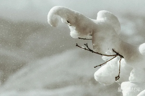 高清摄影 雪中的枯枝