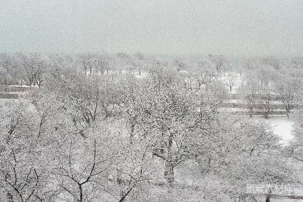 高清摄影 雪后静谧的林间