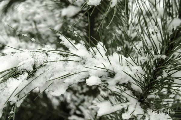 高清摄影 雪覆松针