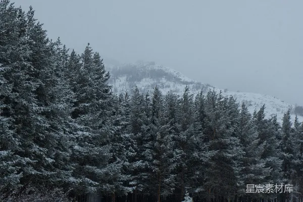 高清摄影 冬日雪景中的松树林
