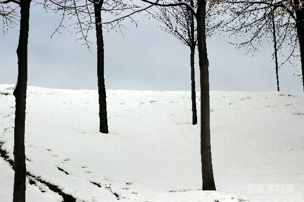 高清摄影 冬日雪景中的树影