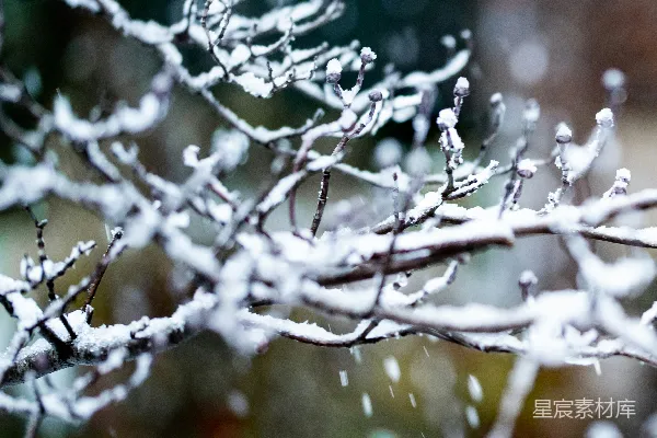 高清摄影 冬日雪景中的树枝