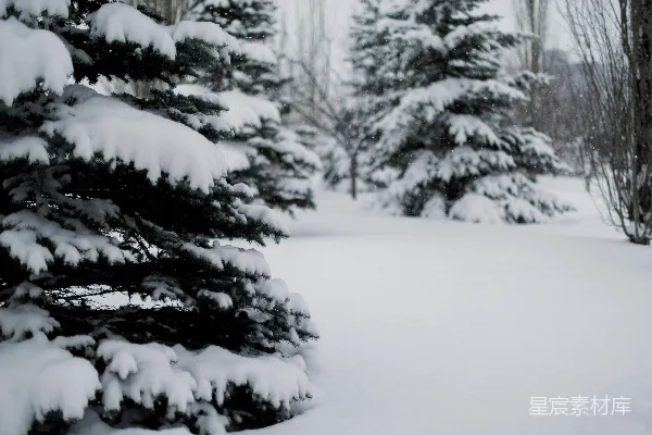 高清摄影 冬日雪景下的松树