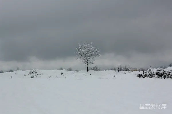 高清摄影 雪中的孤树