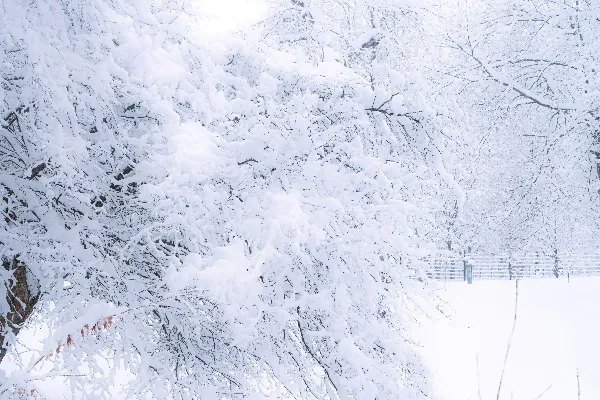 高清摄影 冬日雪景
