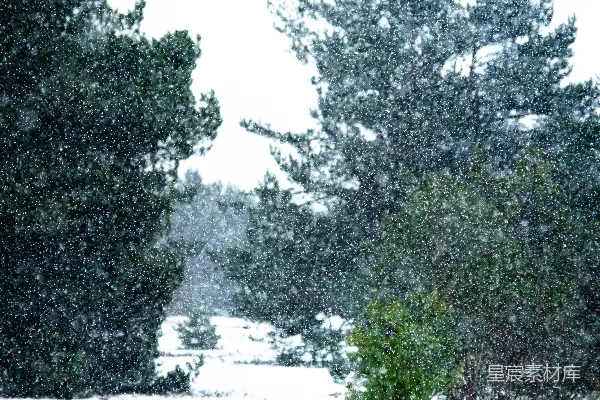 高清摄影 冬日松林雪景
