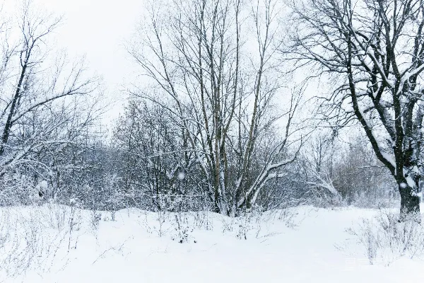 高清摄影 冬日雪景中的静谧森林