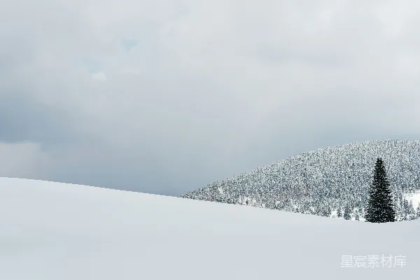 高清摄影 冬日雪景中的独树