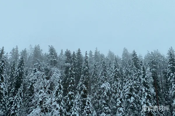 高清摄影 雪后的松树林