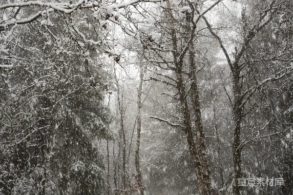 高清摄影 雪中的森林小径