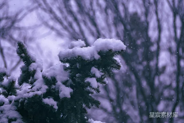 高清摄影 冬日松枝上的雪景