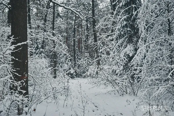 高清摄影 冬日雪景中的森林小径