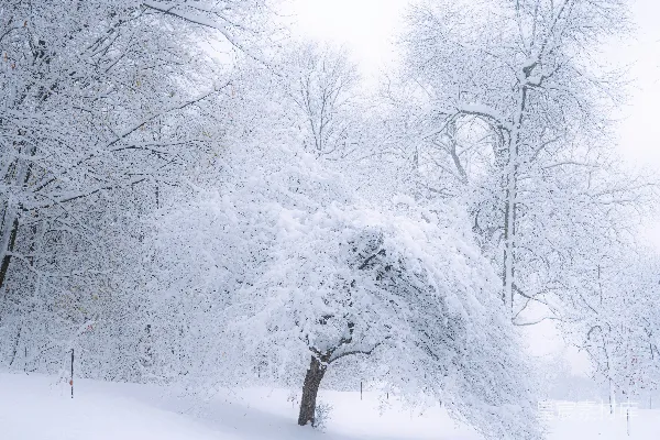 高清摄影 冬日雪景中的孤独树