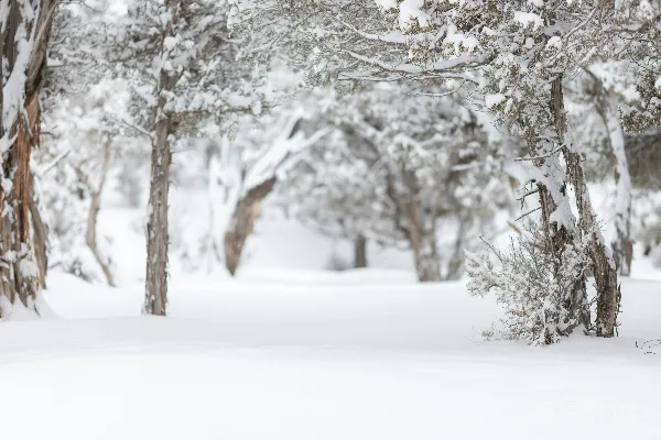高清摄影 冬日森林雪景