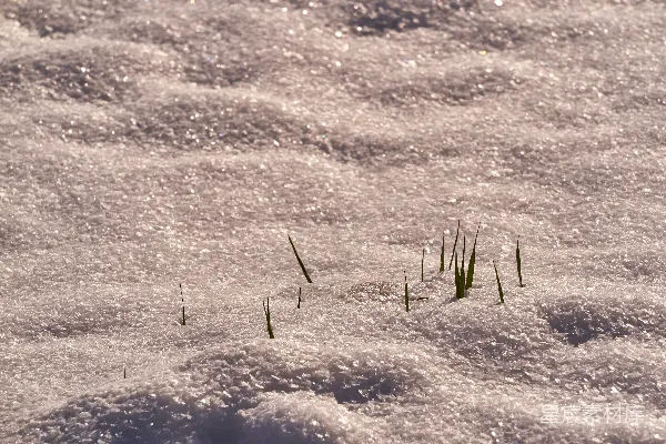 高清摄影 雪地里的嫩芽