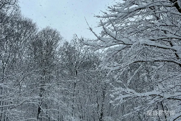 高清摄影 雪中的森林