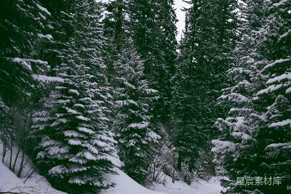 高清摄影 雪中的松树林