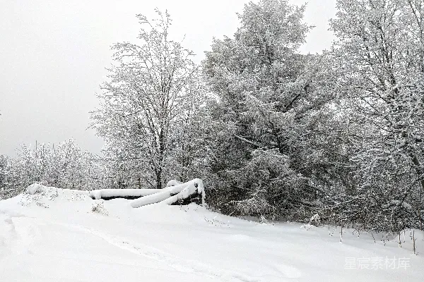 高清摄影 冬日雪景中的松树