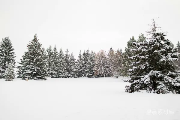 高清摄影 雪地松林