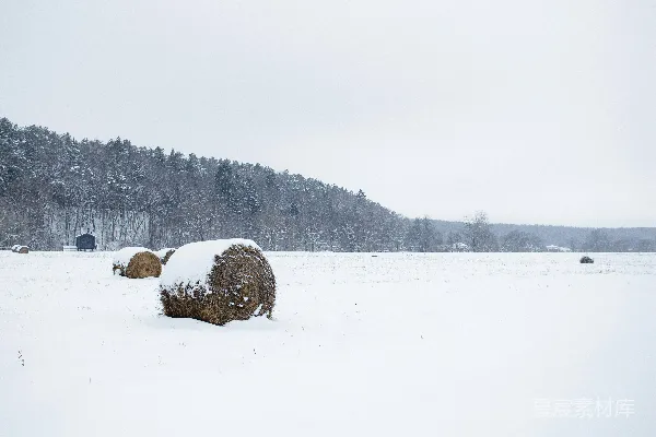 高清摄影 冬日雪地上的麦捆