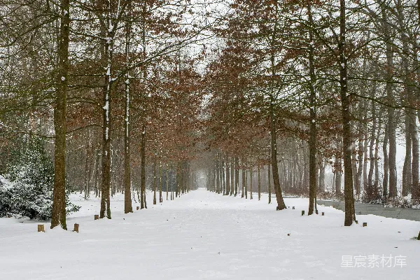 高清摄影 冬日雪景林荫道