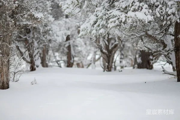 高清摄影 雪后的森林静谧之美