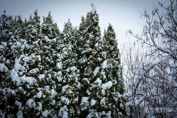 高清摄影 冬日雪景中的松树