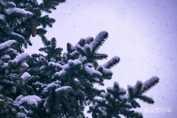 高清摄影 冬日松枝雪景