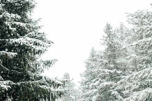 高清摄影 冬日松林飘雪