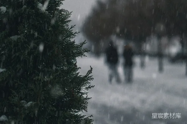 高清摄影 雪中松树