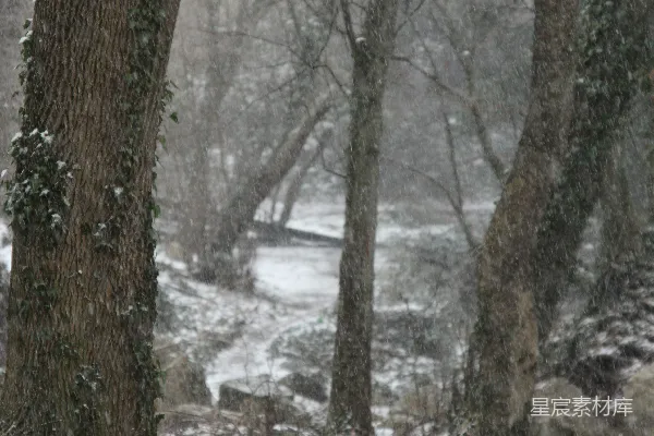 高清摄影 冬日雪景中的树与小径