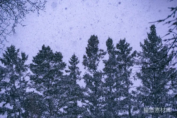高清摄影 雪中的松树