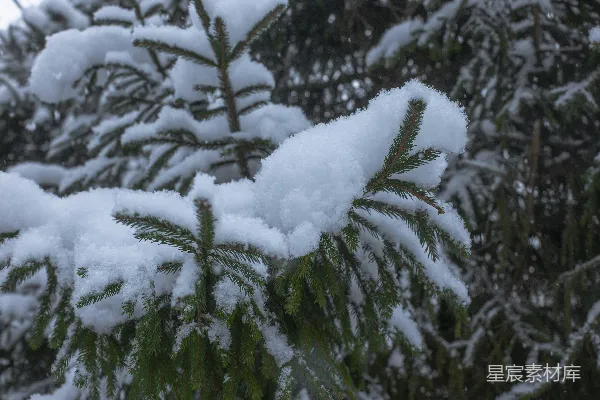 高清摄影 雪覆盖的松树枝