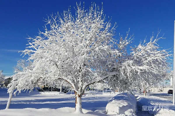 高清摄影 冬日雪景中的树木